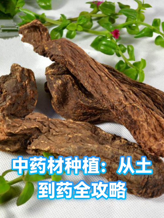 黄芪成本收益：投入结构、产量影响因素与经营测算