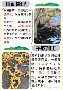 黄精采收加工:采收期判断、初加工和储存注意事项