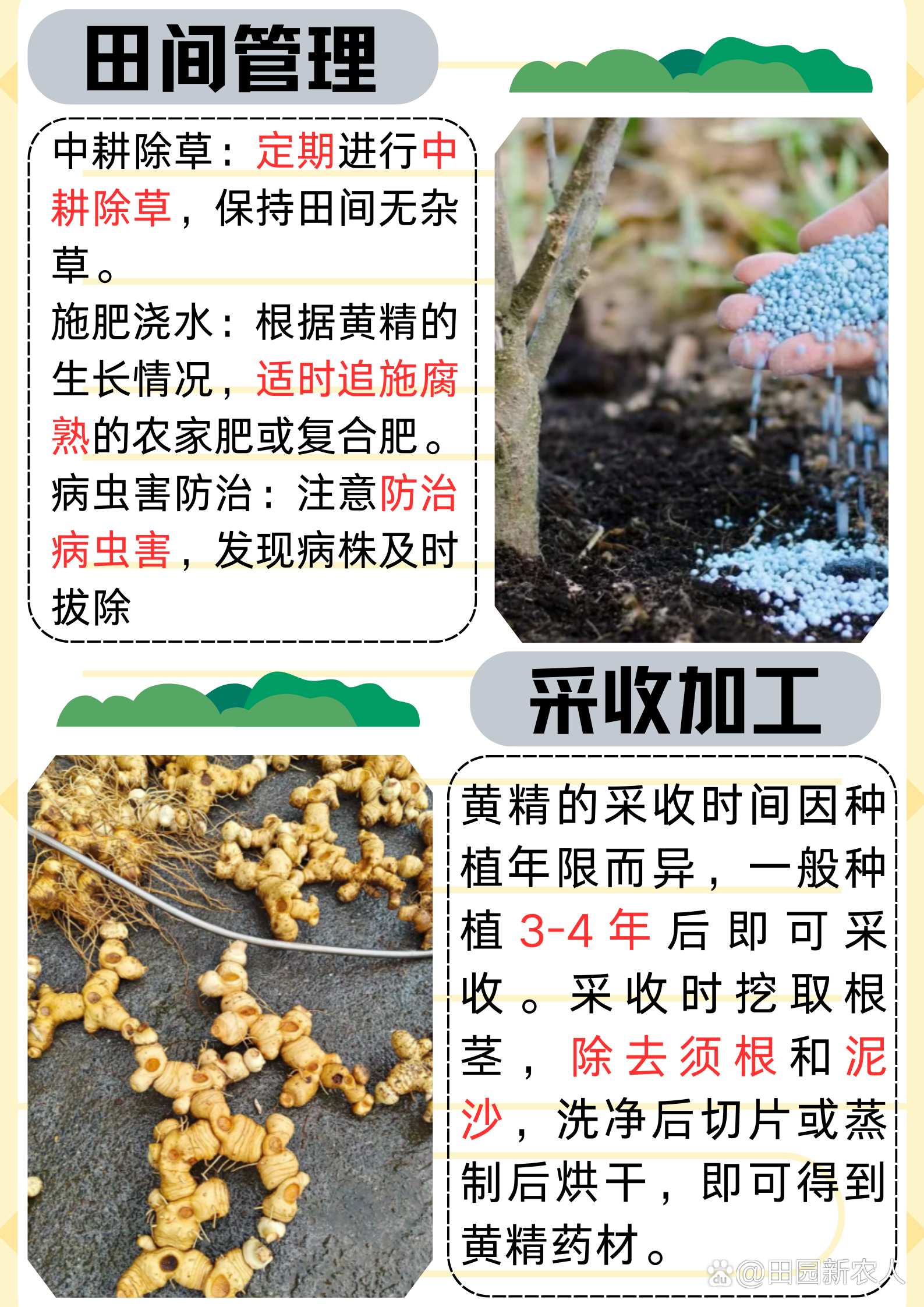黄精采收加工：采收期判断、初加工和储存注意事项