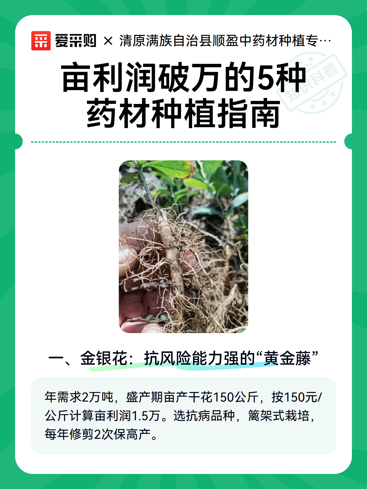 黄精采收加工：采收期判断、初加工和储存注意事项