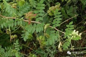 丹参栽培管理:提高成活率和长势的关键环节