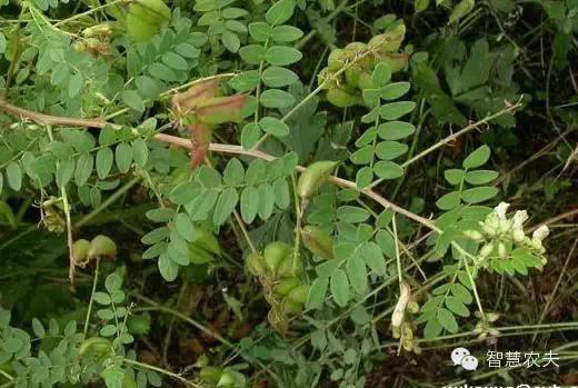 丹参栽培管理：提高成活率和长势的关键环节