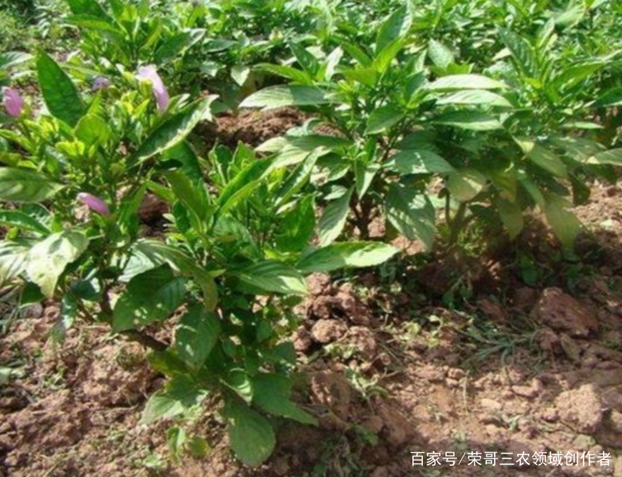 当归栽培管理:提高成活率和长势的关键环节 当归栽培管理:提高成活率和长势的关键环节
