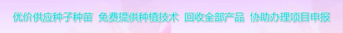 桔梗病虫害防治:常见问题识别与综合防治方法 桔梗病虫害防治:常见问题识别与综合防治方法