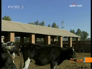 金银花种植前景：品种选择、市场风险与稳健经营建议