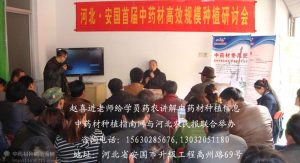 防风栽培管理：提高成活率和长势的关键环节