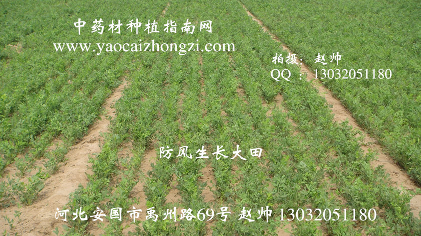 防风栽培管理：提高成活率和长势的关键环节