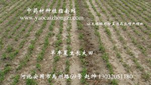 半夏栽培管理：提高成活率和长势的关键环节