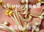 三七种植前景：品种选择、市场风险与稳健经营建议