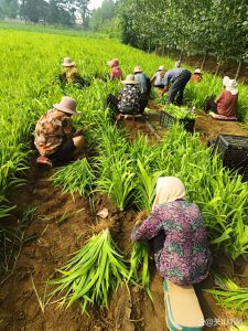 枸杞栽培管理：提高成活率和长势的关键环节
