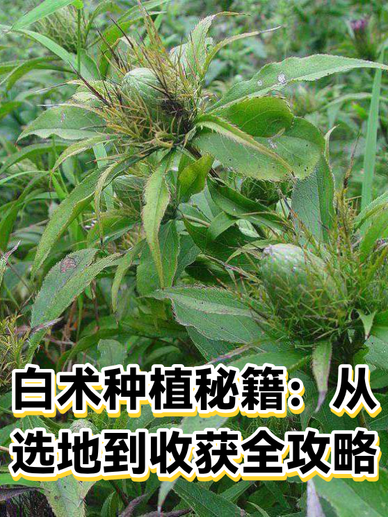 玄参种植前景：品种选择、市场风险与稳健经营建议