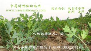 金银花怎么种更稳?从选地整地到田间管理的实用方法
