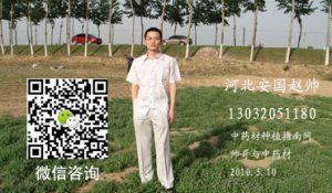 地黄怎么种更稳?提高成活率和长势的关键环节