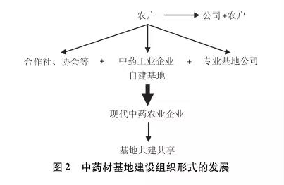 地黄怎么种更稳？提高成活率和长势的关键环节