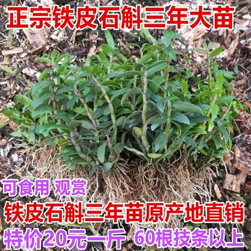 柴胡怎么种更稳？品种选择、市场风险与稳健经营建议