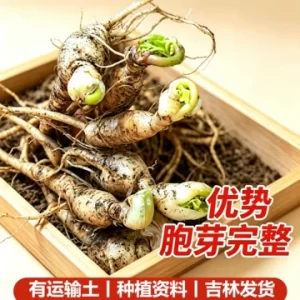 苍术怎么种更稳？品种选择、市场风险与稳健经营建议