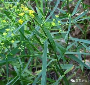 枸杞怎么种更稳？投入结构、产量影响因素与经营测算