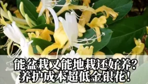 牛膝怎么种更稳？种子处理、苗床管理与移栽要点