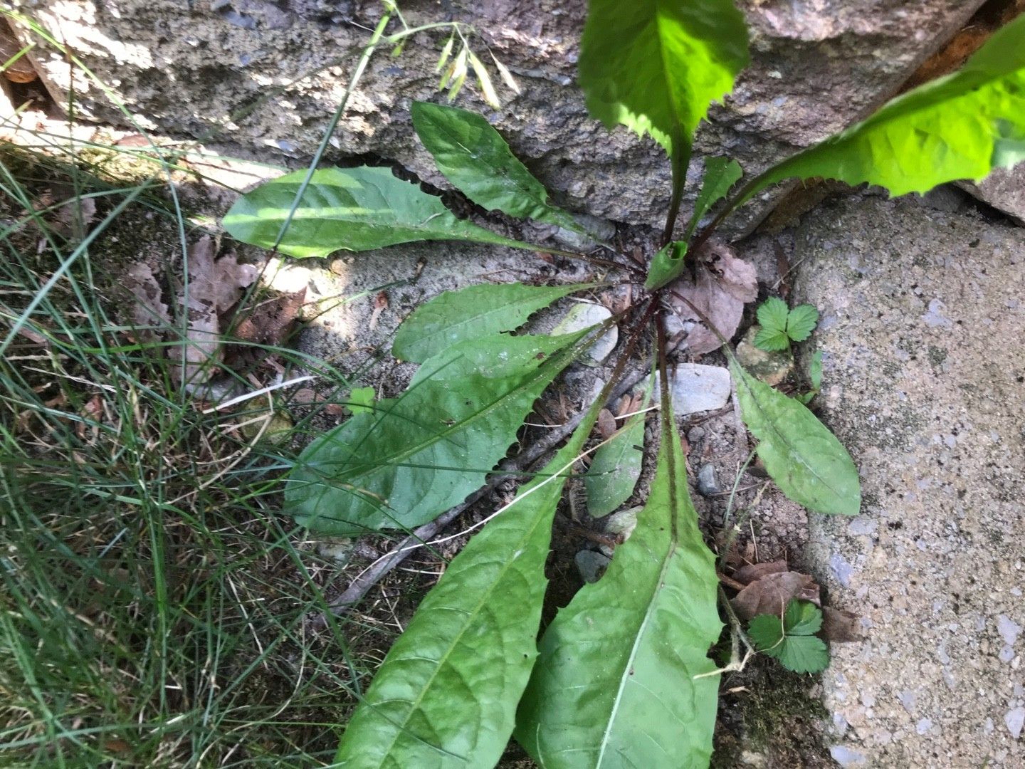 牛膝怎么种更稳?种子处理、苗床管理与移栽要点 牛膝怎么种更稳?种子处理、苗床管理与移栽要点