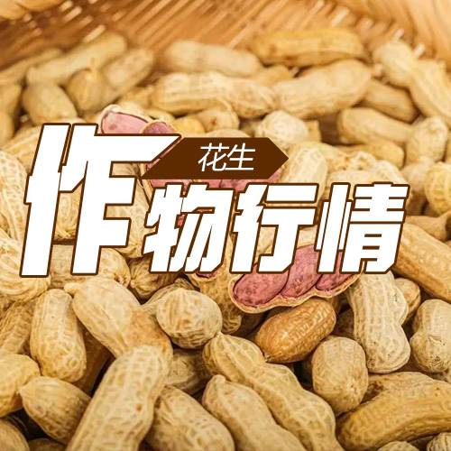 甘草怎么种更稳？种子处理、苗床管理与移栽要点