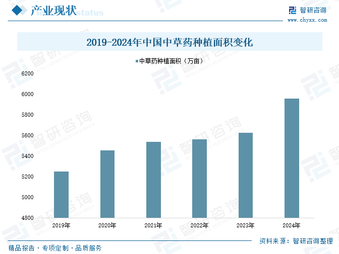 蒲公英怎么种更稳？水肥、除草和植株调控的操作思路