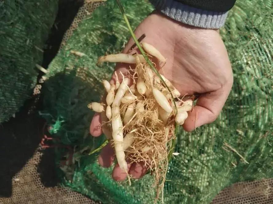 蒲公英怎么种更稳？水肥、除草和植株调控的操作思路