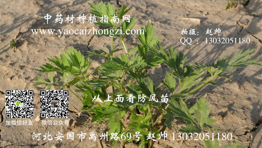 中药材种植新手如何选品种？先看气候土壤再算投入产出