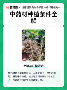 中药材种植基地怎样规划？道路水源轮作和管理区一次讲清