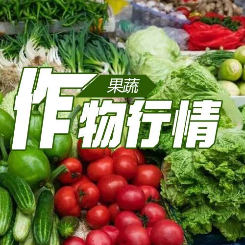 中药材育苗常见问题有哪些？出苗不齐、弱苗和烂根这样处理