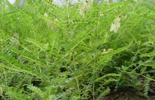 药材种植怎样合理施肥？底肥追肥和有机肥搭配思路