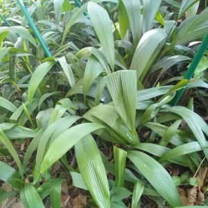 中药材田间除草怎么做？人工、覆盖与安全用药注意事项