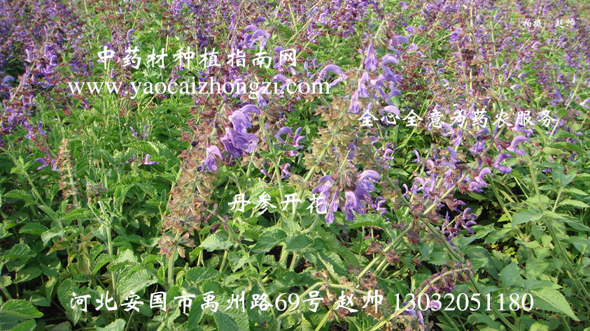 中药材田间除草怎么做？人工、覆盖与安全用药注意事项