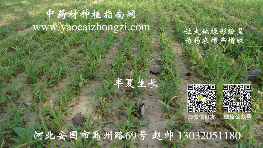 中药材田间除草怎么做？人工、覆盖与安全用药注意事项