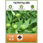连续阴雨对药材种植有什么影响？排水防病和补救管理要点