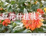 药材初加工为什么重要？清洗、切制、干燥和储存关键点