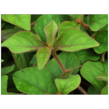 中药材种植成本怎么算？种苗、人工、土地和管理费用拆解