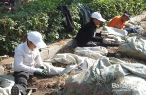 药材种植如何防止烂根？从选地排水到土壤管理逐项排查